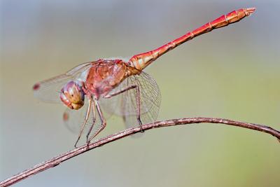 Dragonfly-stock-foto