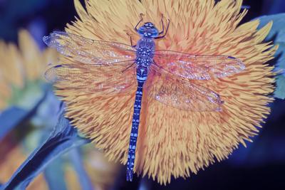 Dragonfly-stock-foto
