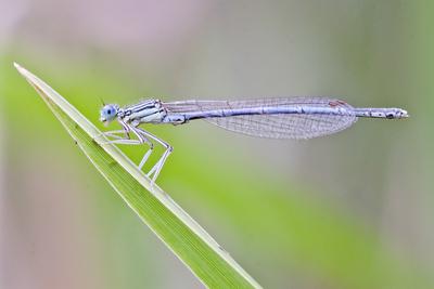 Dragonfly-stock-foto