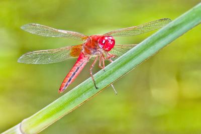 Dragonfly-stock-foto