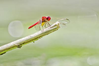 Dragonfly-stock-foto