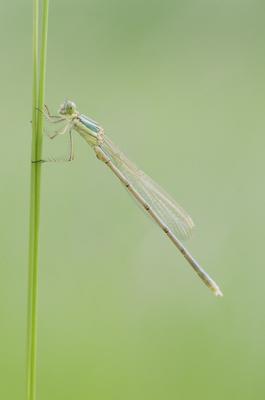 Dragonfly-stock-foto