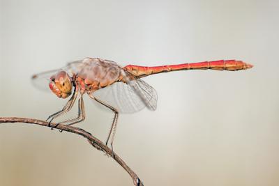 Dragonfly-stock-foto