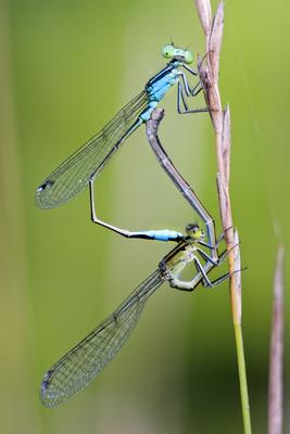 Dragonfly-stock-foto