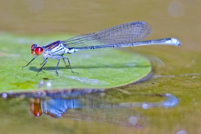 Dragonfly-stock-foto