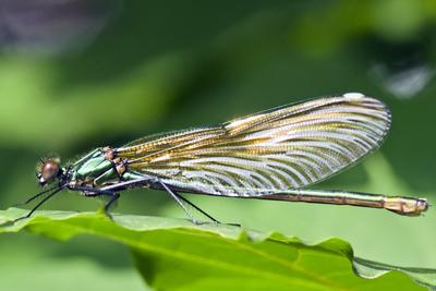 Dragonfly-stock-foto