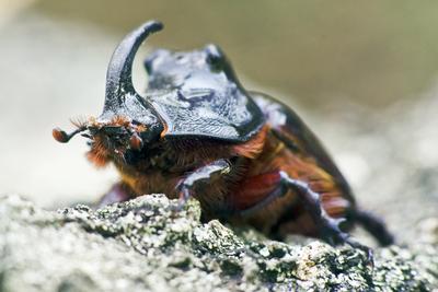 Rhino bug from Hungary-stock-foto