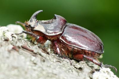 Rhino bug from Hungary-stock-foto
