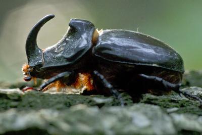 Rhino bug from Hungary-stock-foto
