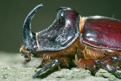 Rhino bug from Hungary-stock-foto