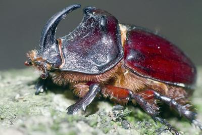 Rhino bug from Hungary-stock-foto