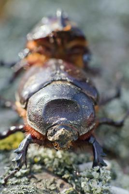 Rhino bug from Hungary-stock-foto