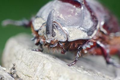 Rhino bug from Hungary-stock-foto