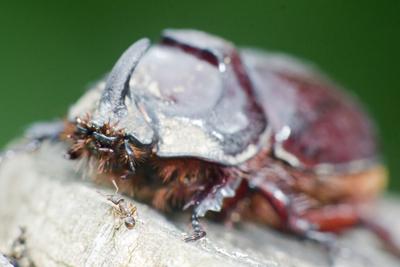 Rhino bug from Hungary-stock-foto
