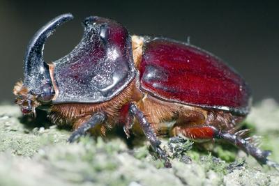 Rhino bug from Hungary-stock-foto