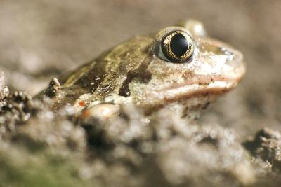 Beautiful garlic frog Common Spadefoot (Pelobates fuscus) toad-stock-photo