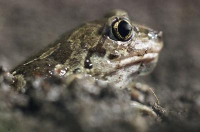 Beautiful garlic frog Common Spadefoot (Pelobates fuscus) toad-stock-foto