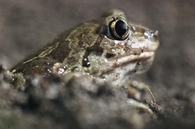 Beautiful garlic frog Common Spadefoot (Pelobates fuscus) toad-stock-photo