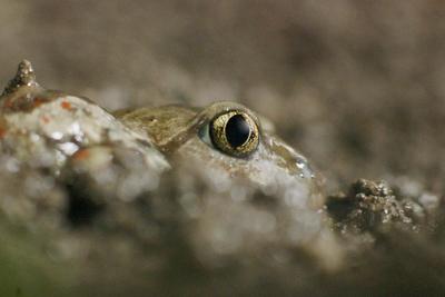 Beautiful garlic frog Common Spadefoot (Pelobates fuscus) toad-stock-photo