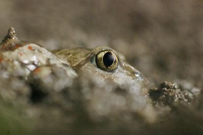 Beautiful garlic frog Common Spadefoot (Pelobates fuscus) toad-stock-foto