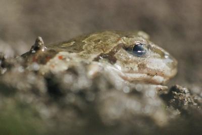 Beautiful garlic frog Common Spadefoot (Pelobates fuscus) toad-stock-photo