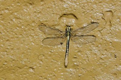 Dragonfly Fossil Formation-stock-photo