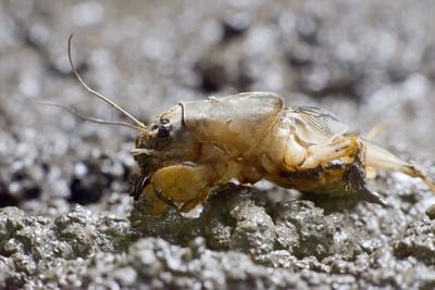 Gryllotalpa gryllotalpa, commonly known as the European mole cricket, is widespread in Europe and has been introduced to the eastern United States.-stock-photo