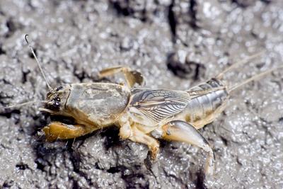 Gryllotalpa gryllotalpa, commonly known as the European mole cricket, is widespread in Europe and has been introduced to the eastern United States.-stock-photo