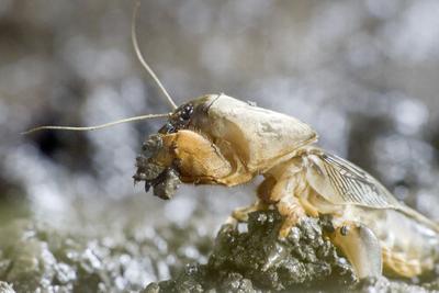 Gryllotalpa gryllotalpa, commonly known as the European mole cricket, is widespread in Europe and has been introduced to the eastern United States.-stock-photo