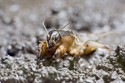 Gryllotalpa gryllotalpa, commonly known as the European mole cricket, is widespread in Europe and has been introduced to the eastern United States.-stock-photo