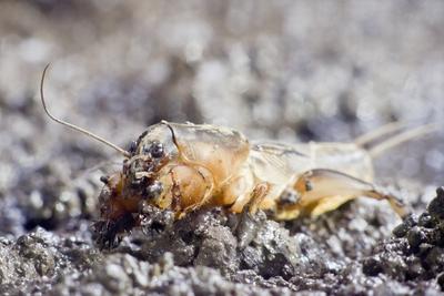 Gryllotalpa gryllotalpa, commonly known as the European mole cricket, is widespread in Europe and has been introduced to the eastern United States.-stock-photo