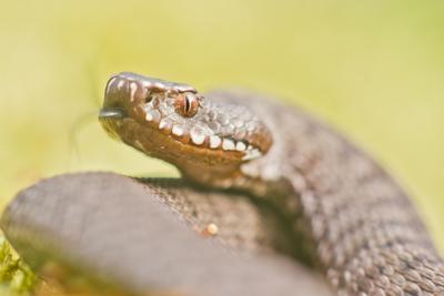 A Keresztes vipera-stock-foto