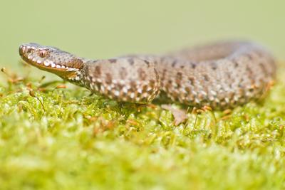 A Keresztes vipera-stock-foto