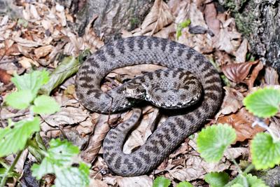 A Keresztes vipera-stock-foto