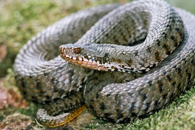 A Keresztes vipera-stock-foto