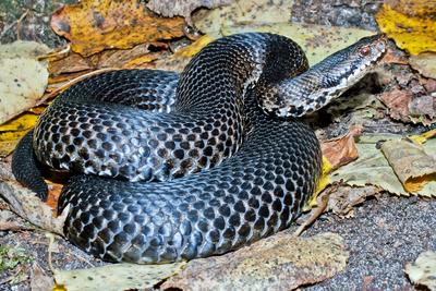 A Keresztes vipera-stock-foto