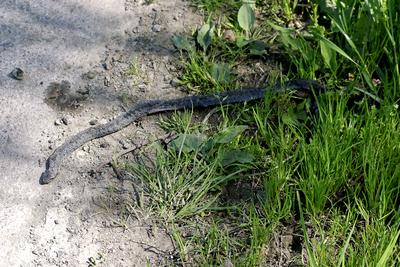 A Keresztes vipera-stock-foto