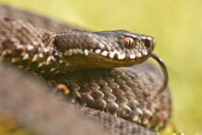 A Keresztes vipera-stock-foto