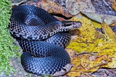 A Keresztes vipera-stock-foto