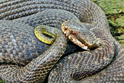 A Keresztes vipera-stock-foto