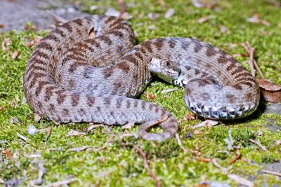 A Keresztes vipera-stock-foto