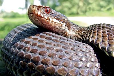 A Keresztes vipera-stock-foto