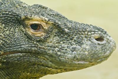 The Komodo dragon-stock-foto