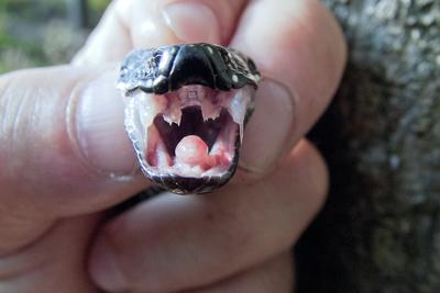 A Keresztes vipera-stock-foto