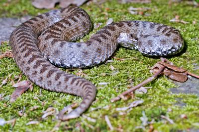 A Keresztes vipera-stock-foto