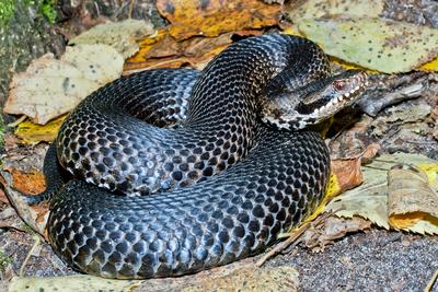 A Keresztes vipera-stock-foto