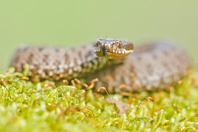 A Keresztes vipera-stock-foto