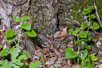 A Keresztes vipera-stock-foto