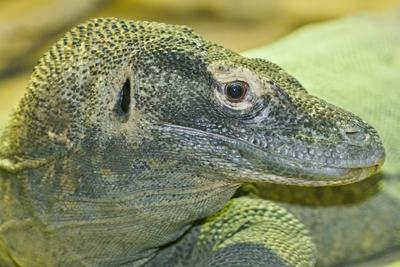 The Komodo dragon-stock-foto