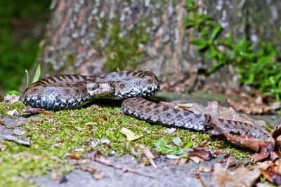 A Keresztes vipera-stock-foto